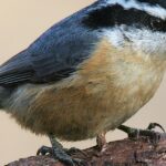 Pictures of Nuthatch