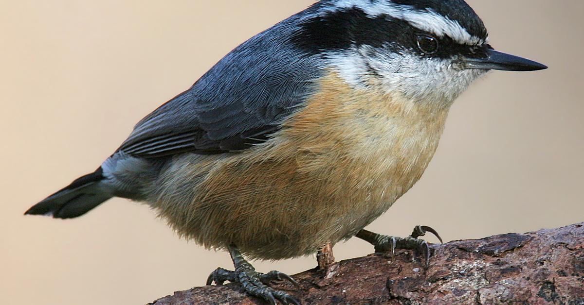 Pictures of Nuthatch