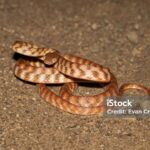 Pictures of Brown Tree Snake