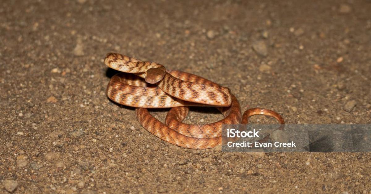 Pictures of Brown Tree Snake