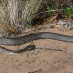 Pictures of Tasmanian Tiger Snake