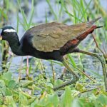 Pictures of Bronze-Winged Jacana