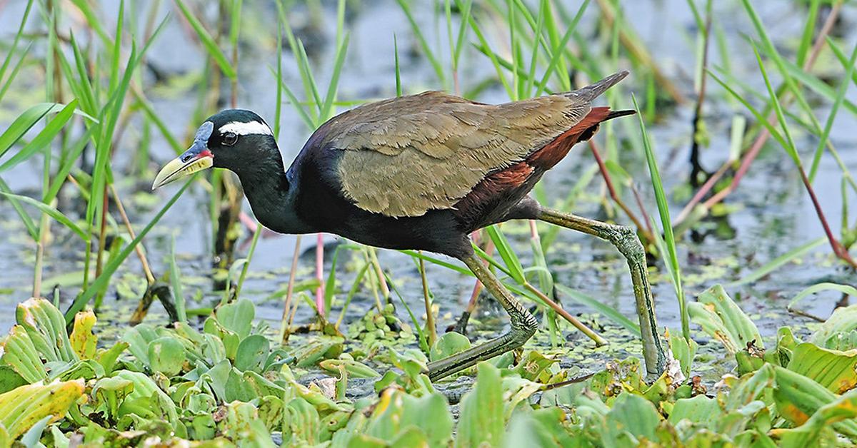 Pictures of Bronze-Winged Jacana