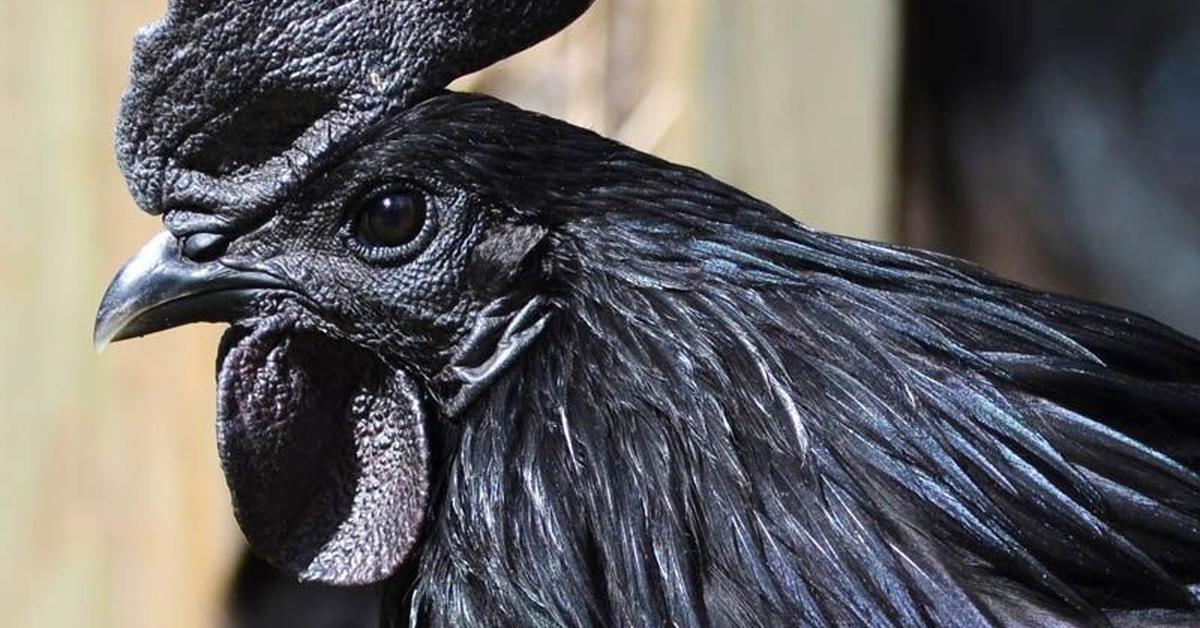 Pictures of Ayam Cemani