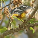 Pictures of Northern Parula