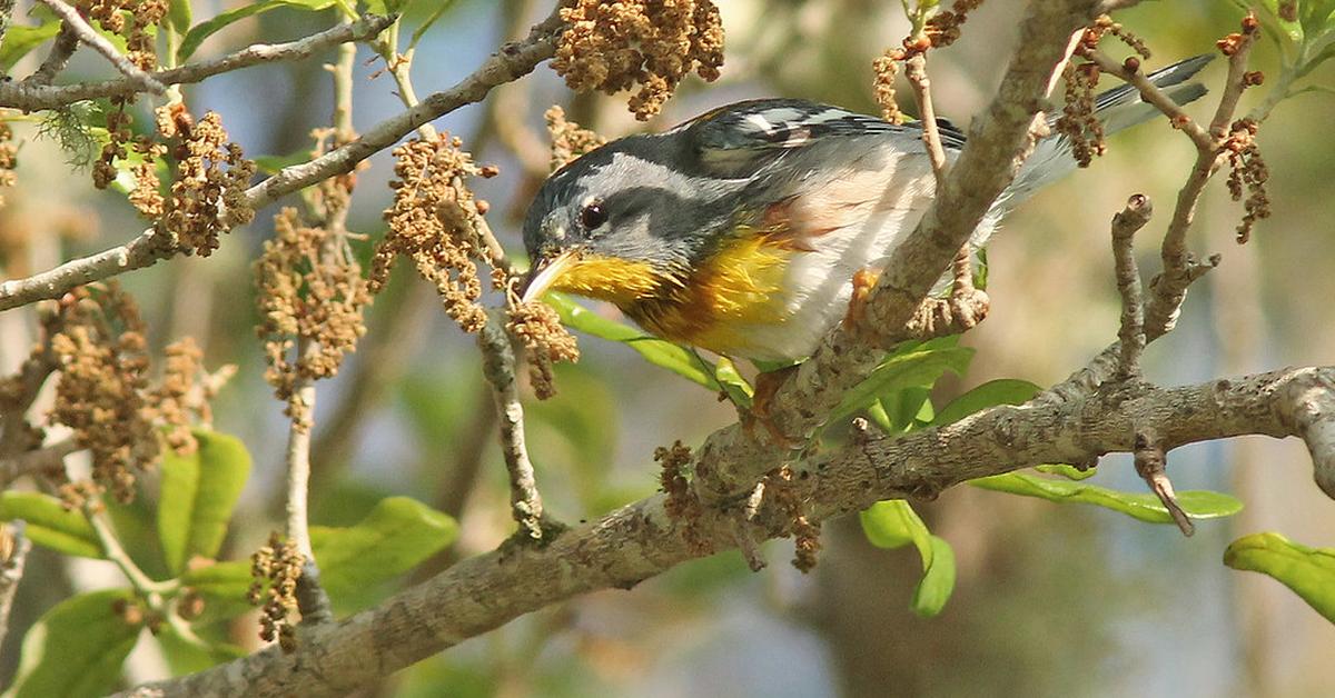 Pictures of Northern Parula