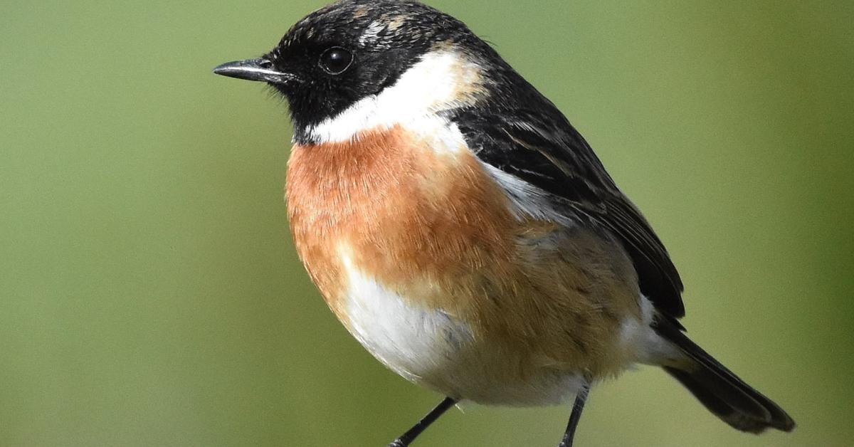 Pictures of Stonechat