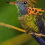 Pictures of Tufted Coquette