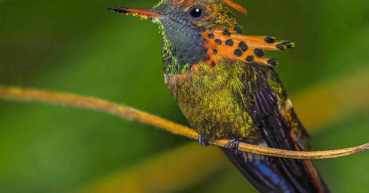 Pictures of Tufted Coquette