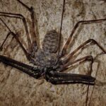 Pictures of Tailless Whip Scorpion