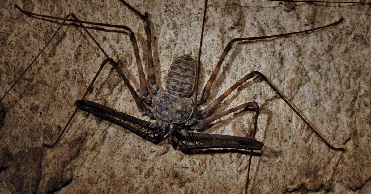 Pictures of Tailless Whip Scorpion