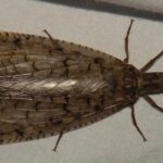 Pictures of Dobsonfly