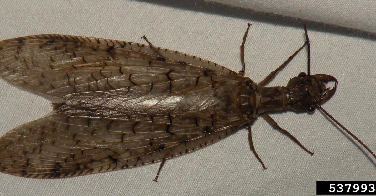 Pictures of Dobsonfly