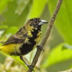 Pictures of Yellow Tanager