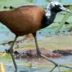 Pictures of Madagascar Jacana