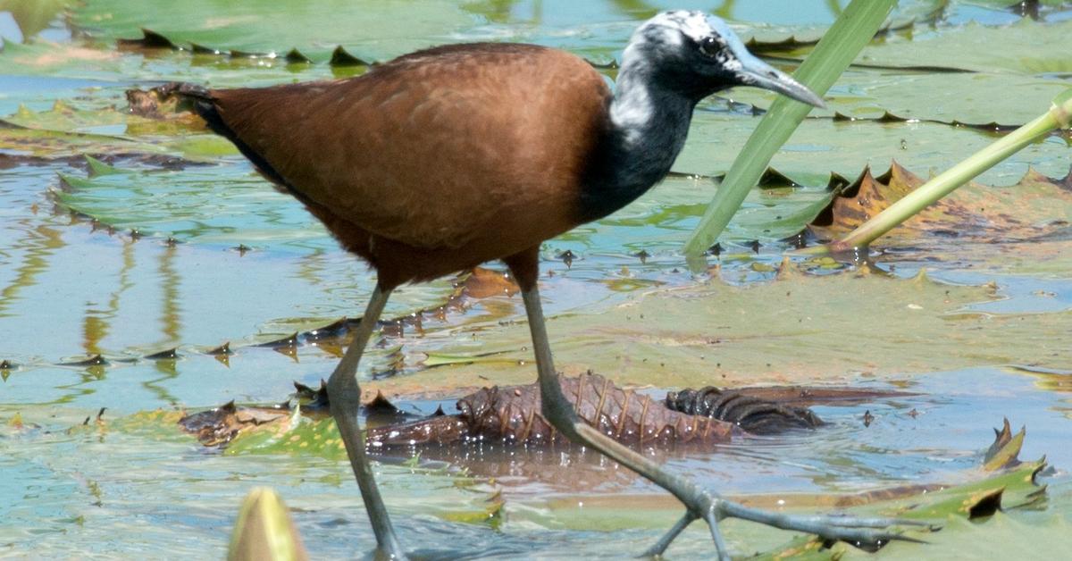 Pictures of Madagascar Jacana