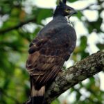 Pictures of Northern Harrier