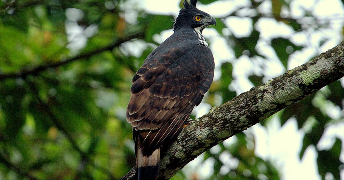 Pictures of Northern Harrier