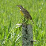 Pictures of Eastern Meadowlark