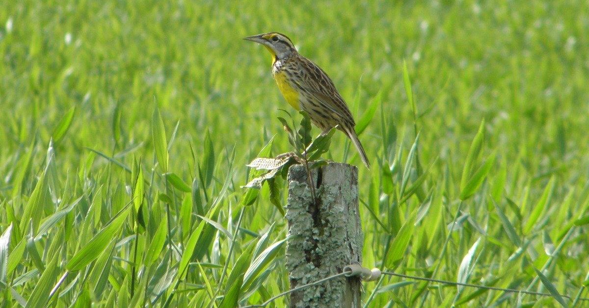 Pictures of Eastern Meadowlark