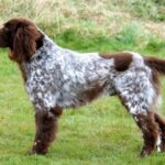 Pictures of German Longhaired Pointer