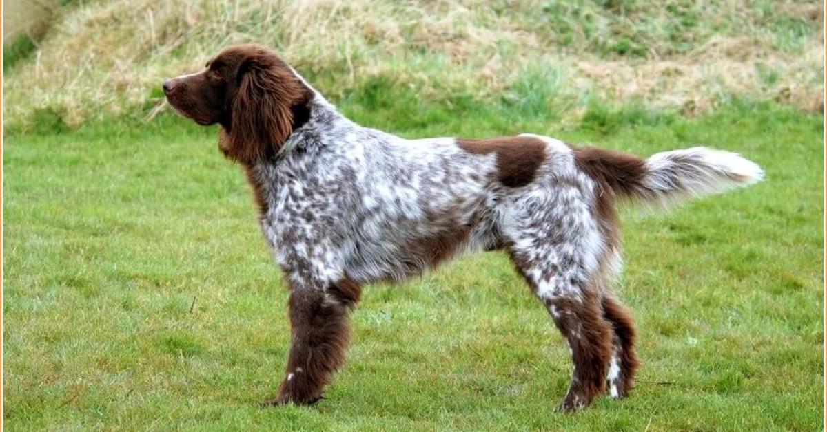 Pictures of German Longhaired Pointer