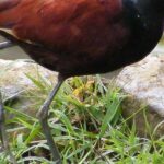 Pictures of Northern Jacana