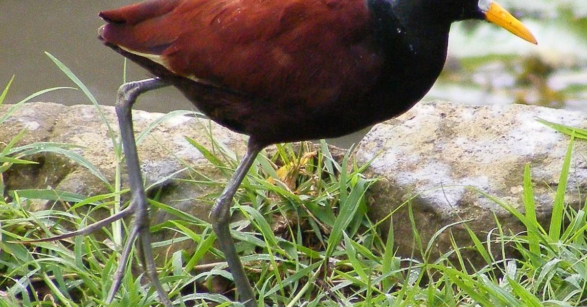 Pictures of Northern Jacana