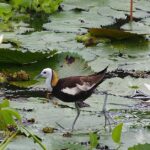 Pictures of Pheasant-Tailed Jacana