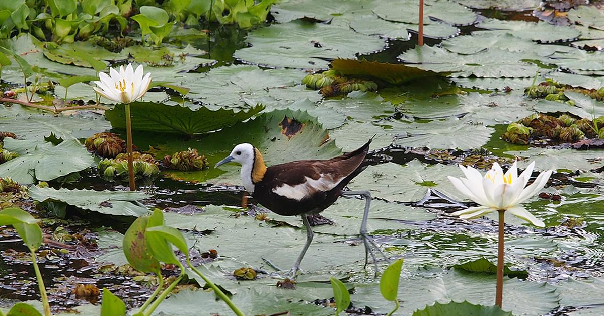 Pictures of Pheasant-Tailed Jacana