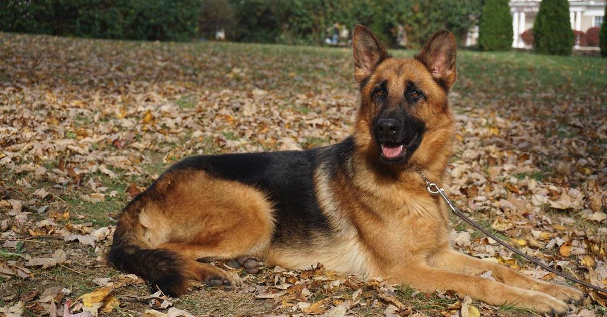 Pictures of Croatian Sheepdog