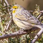 Pictures of Belgian Canary