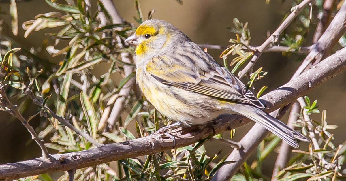 Pictures of Belgian Canary