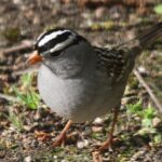 Pictures of White-Crowned Sparrow