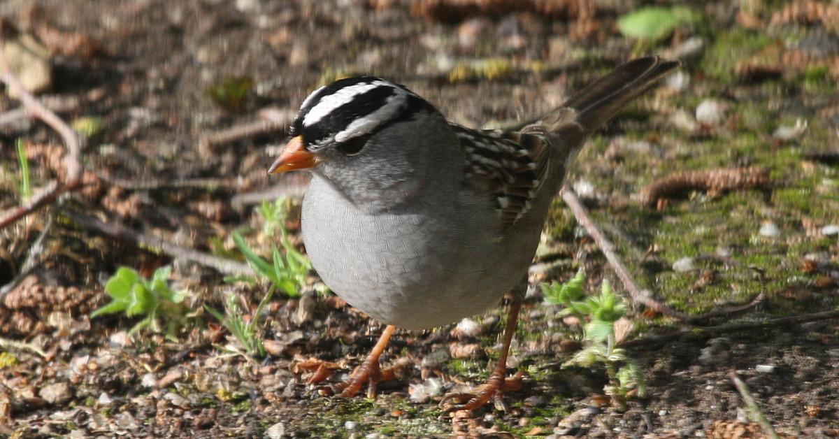 Pictures of White-Crowned Sparrow