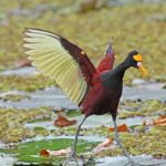 Pictures of Wattled Jacana