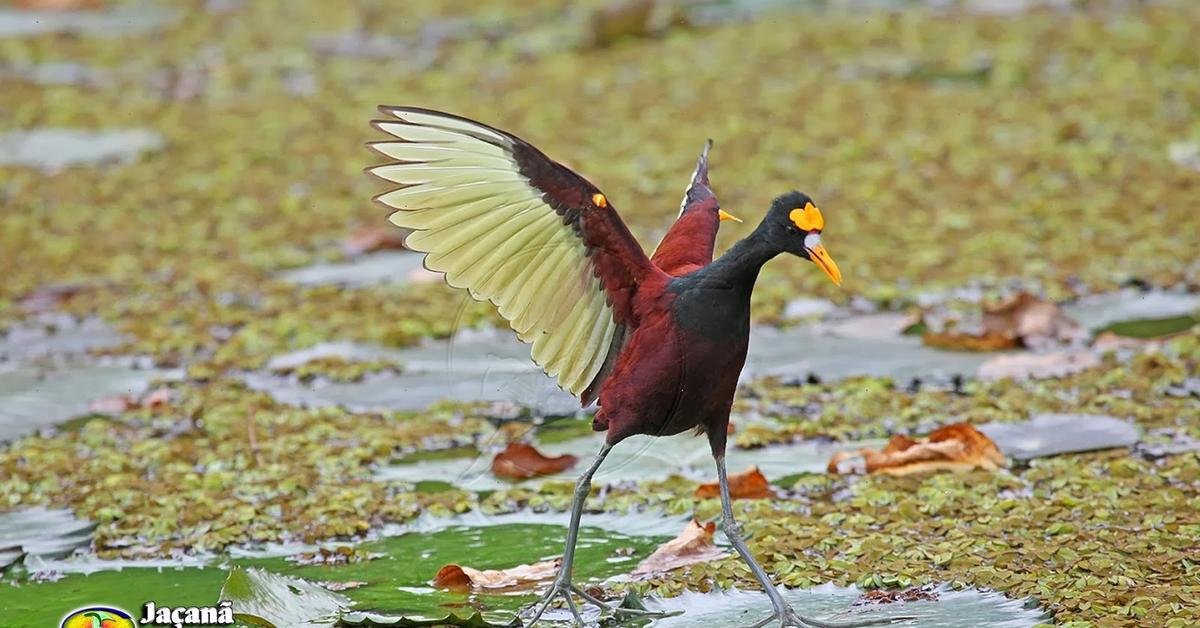 Pictures of Wattled Jacana