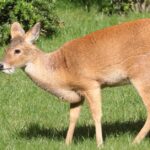 Pictures of Chinese Water Deer