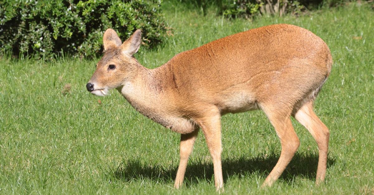 Pictures of Chinese Water Deer