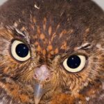 Pictures of Elf Owl