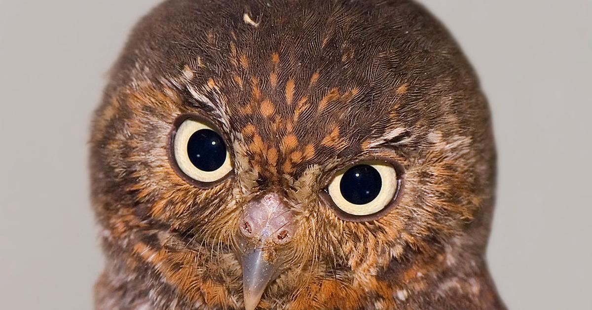 Pictures of Elf Owl