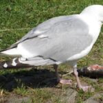 Pictures of Herring Gull