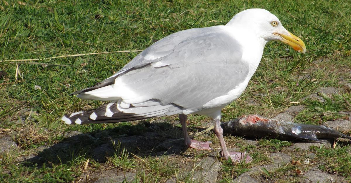 Pictures of Herring Gull