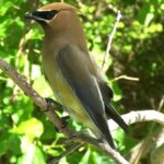 Pictures of Cedar Waxwing