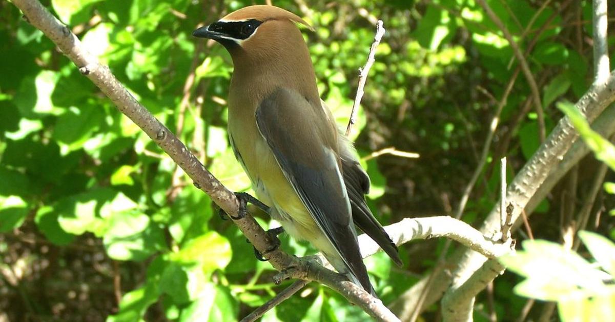 Pictures of Cedar Waxwing