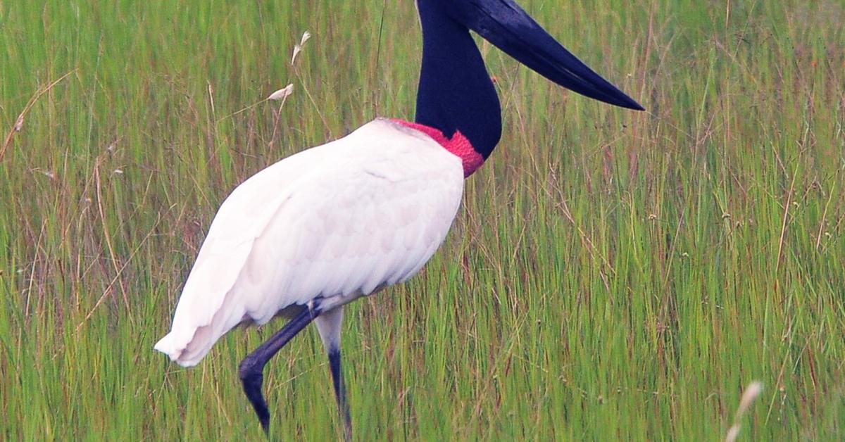 Pictures of Jabiru