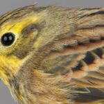 Pictures of Yellowhammer