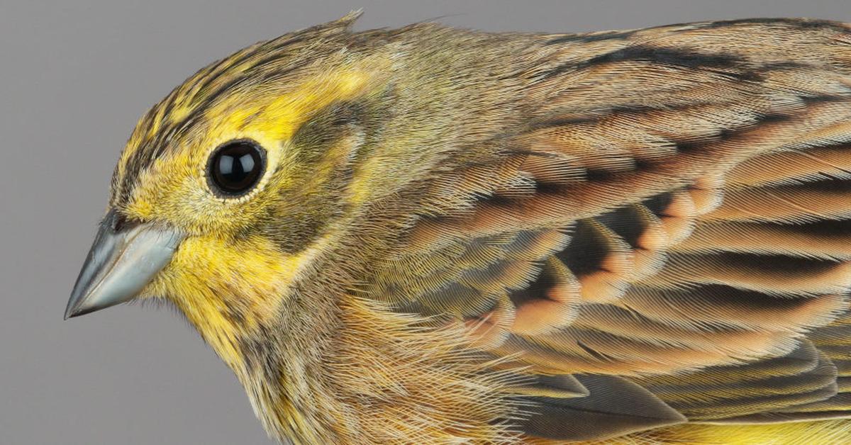 Pictures of Yellowhammer