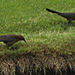 Pictures of Common Grackle