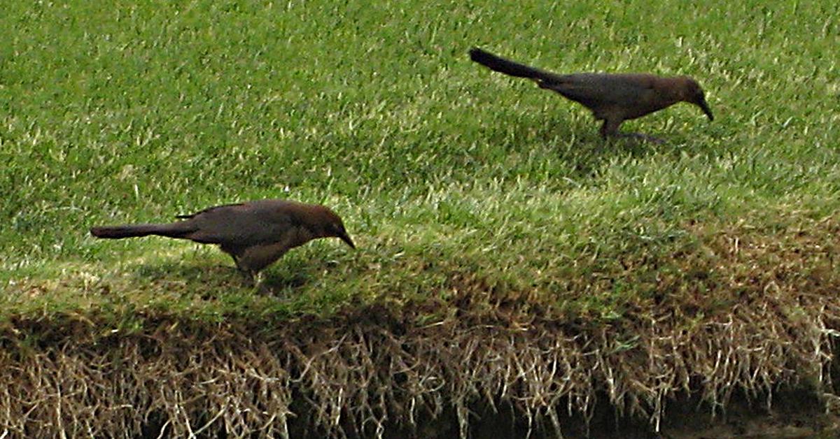 Pictures of Common Grackle